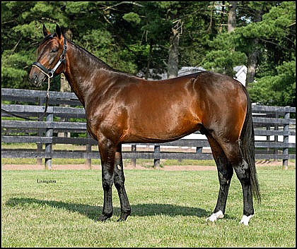 1 Share of TACTICAL APPROACH (101)